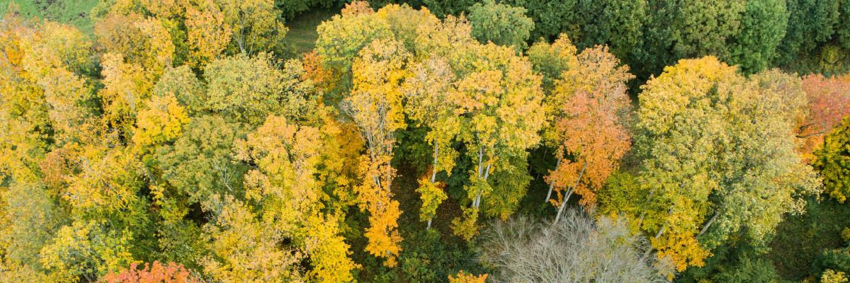 Rewilding in Poland
