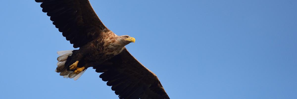 Rewilding in Poland