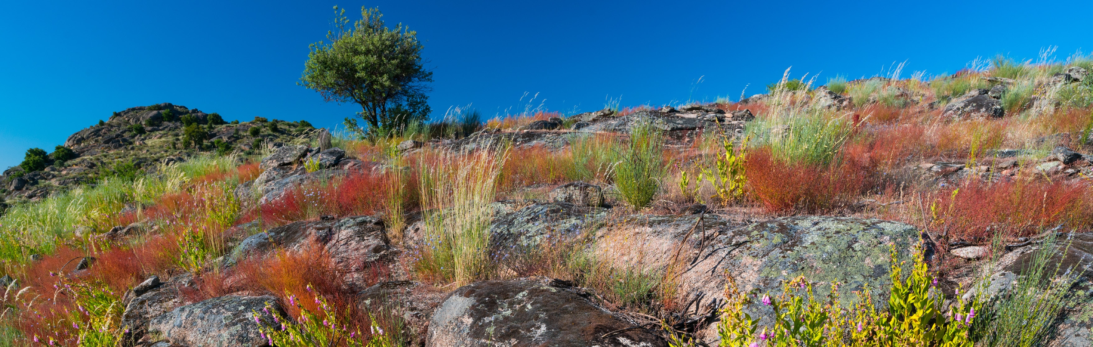 Rewilding em Portugal