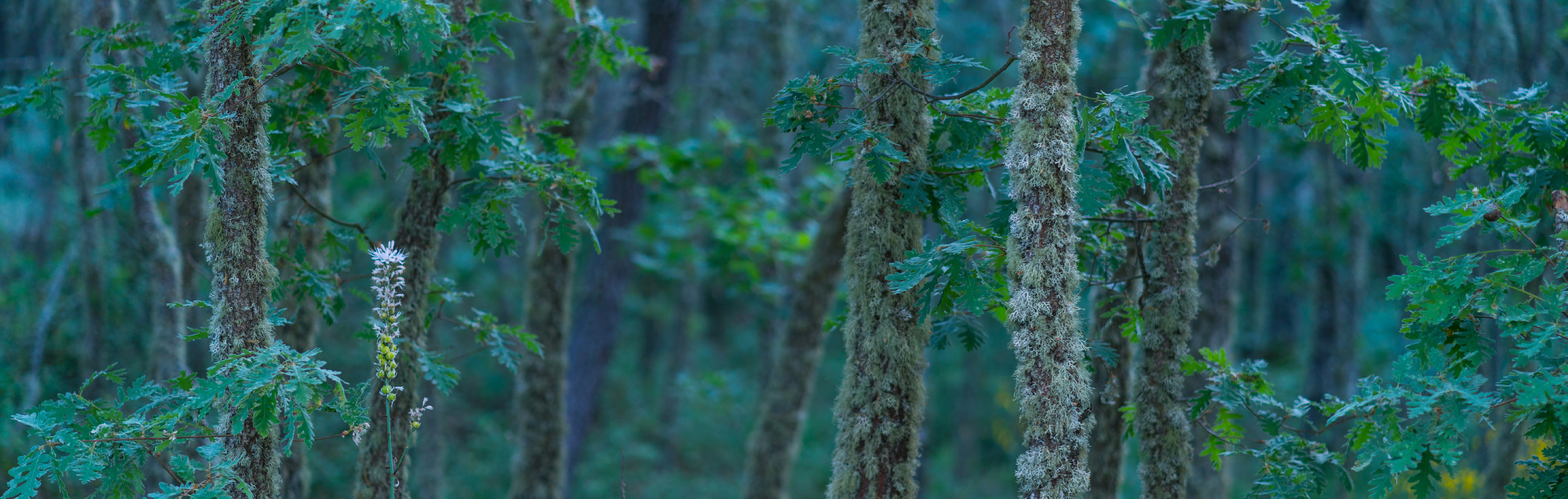 Rewilding em Portugal