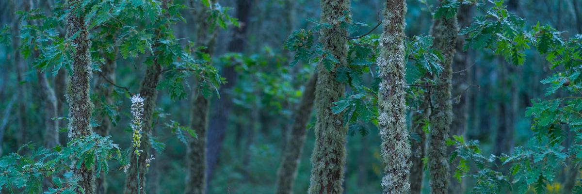 Rewilding em Portugal