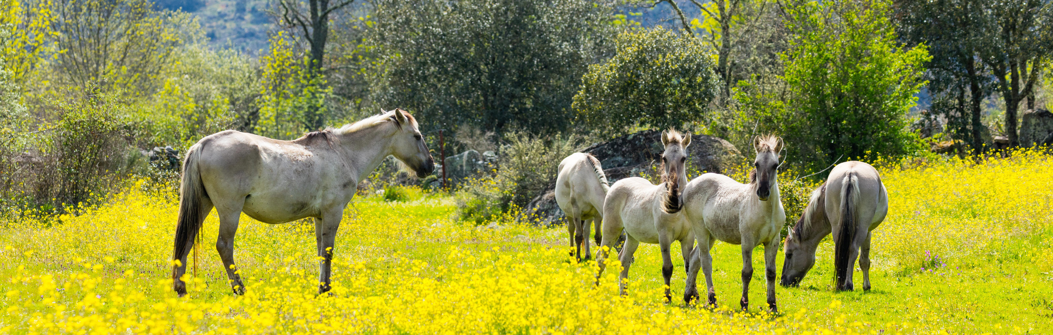 Rewilding em Portugal