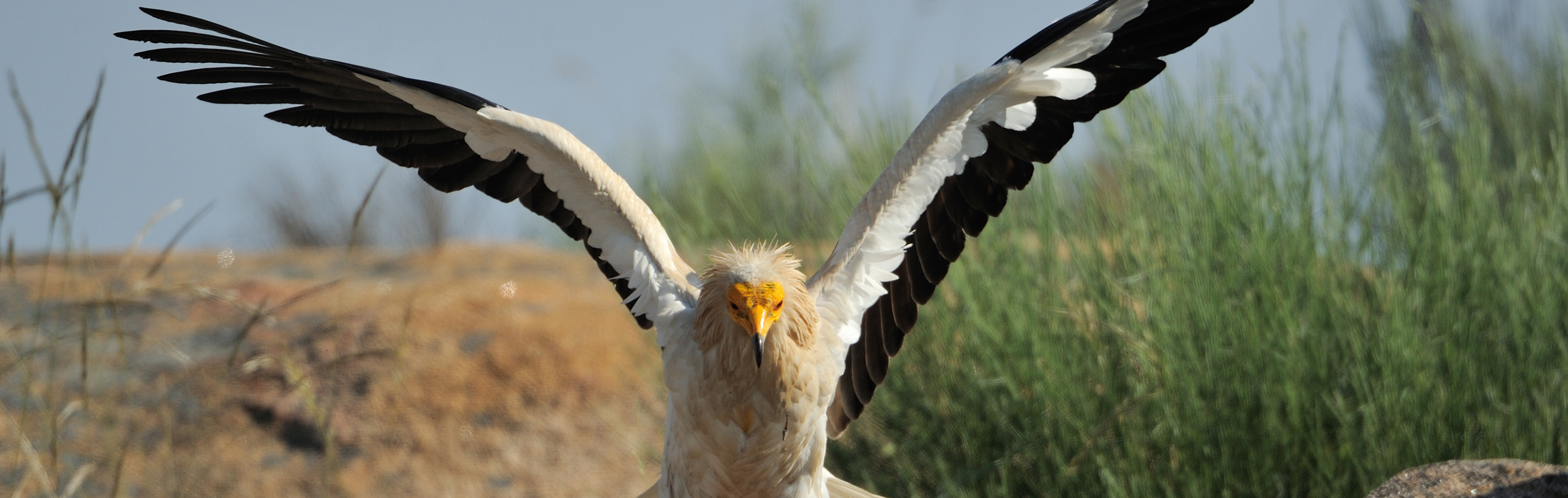 Rewilding in Portugal
