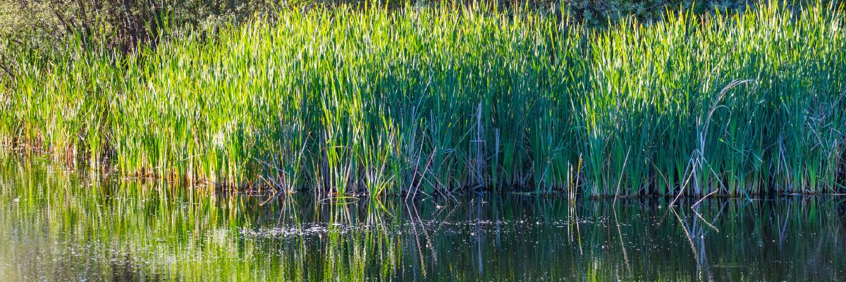 Rewilding in Portugal