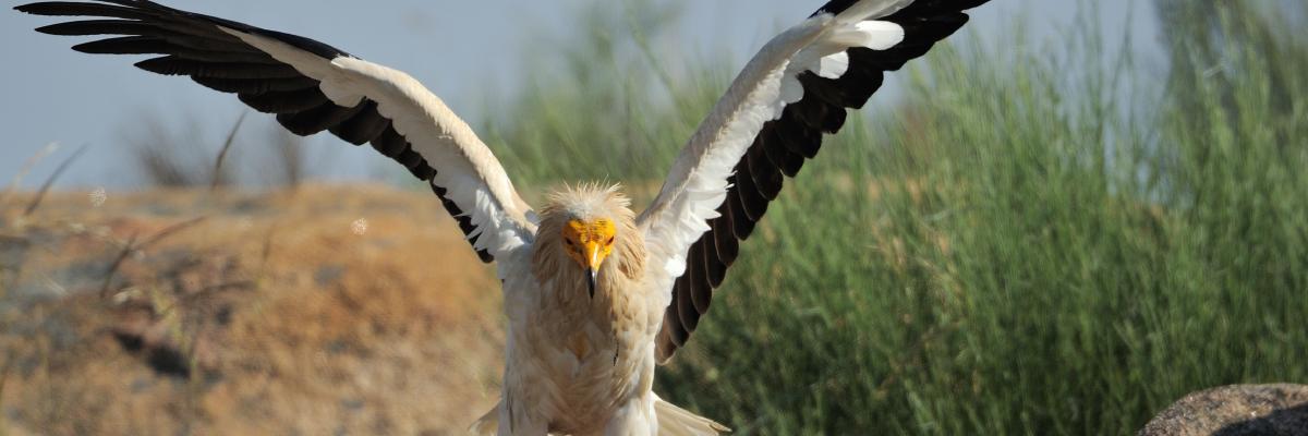 Rewilding em Portugal