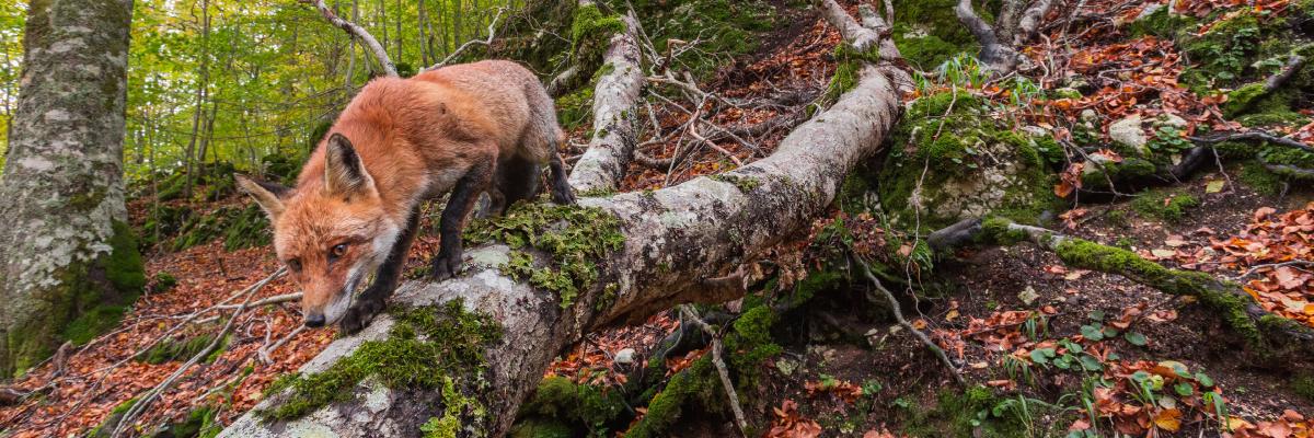 Rewilding in Italia