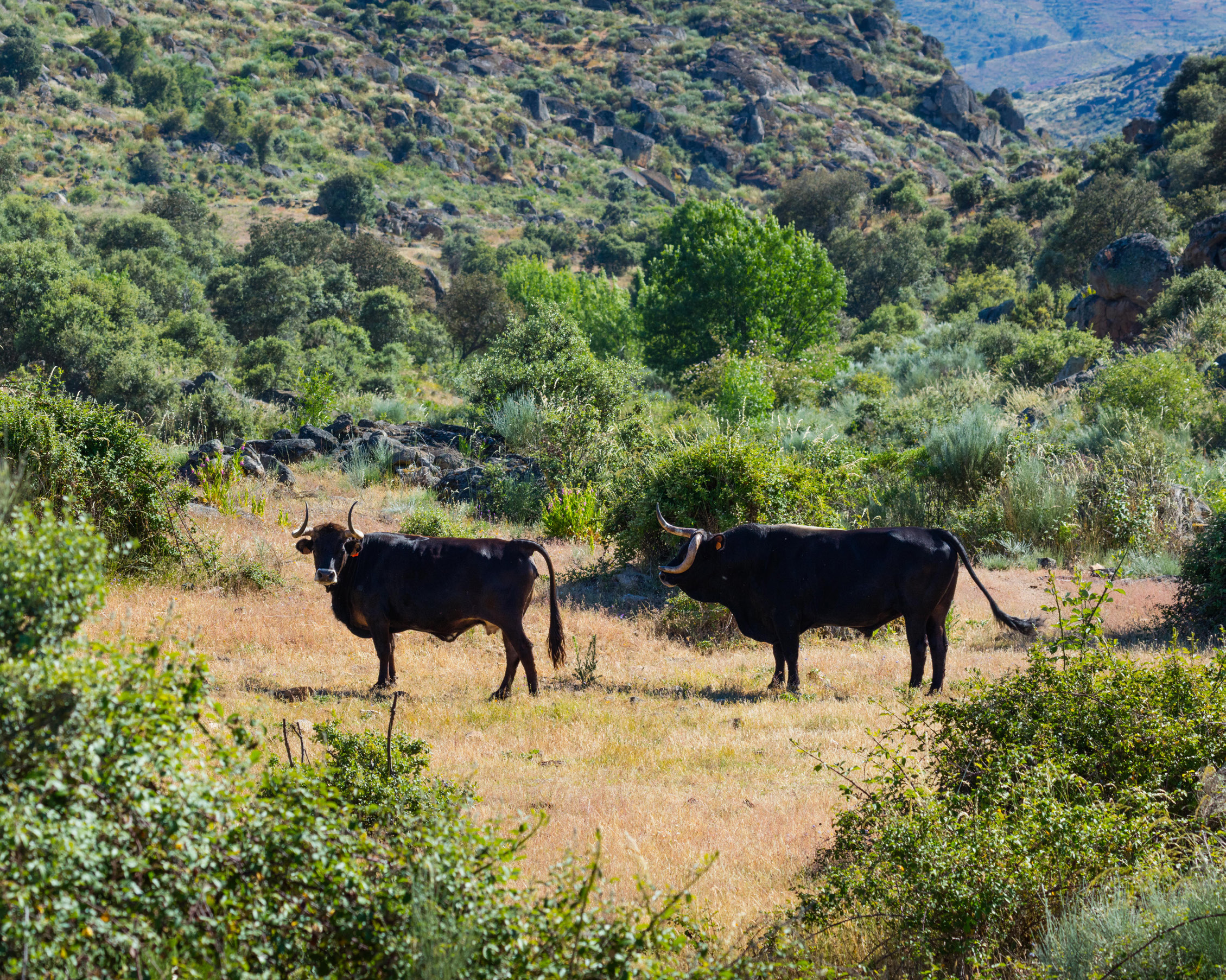 Maronesa cow grazing, Greater Côa Valley.