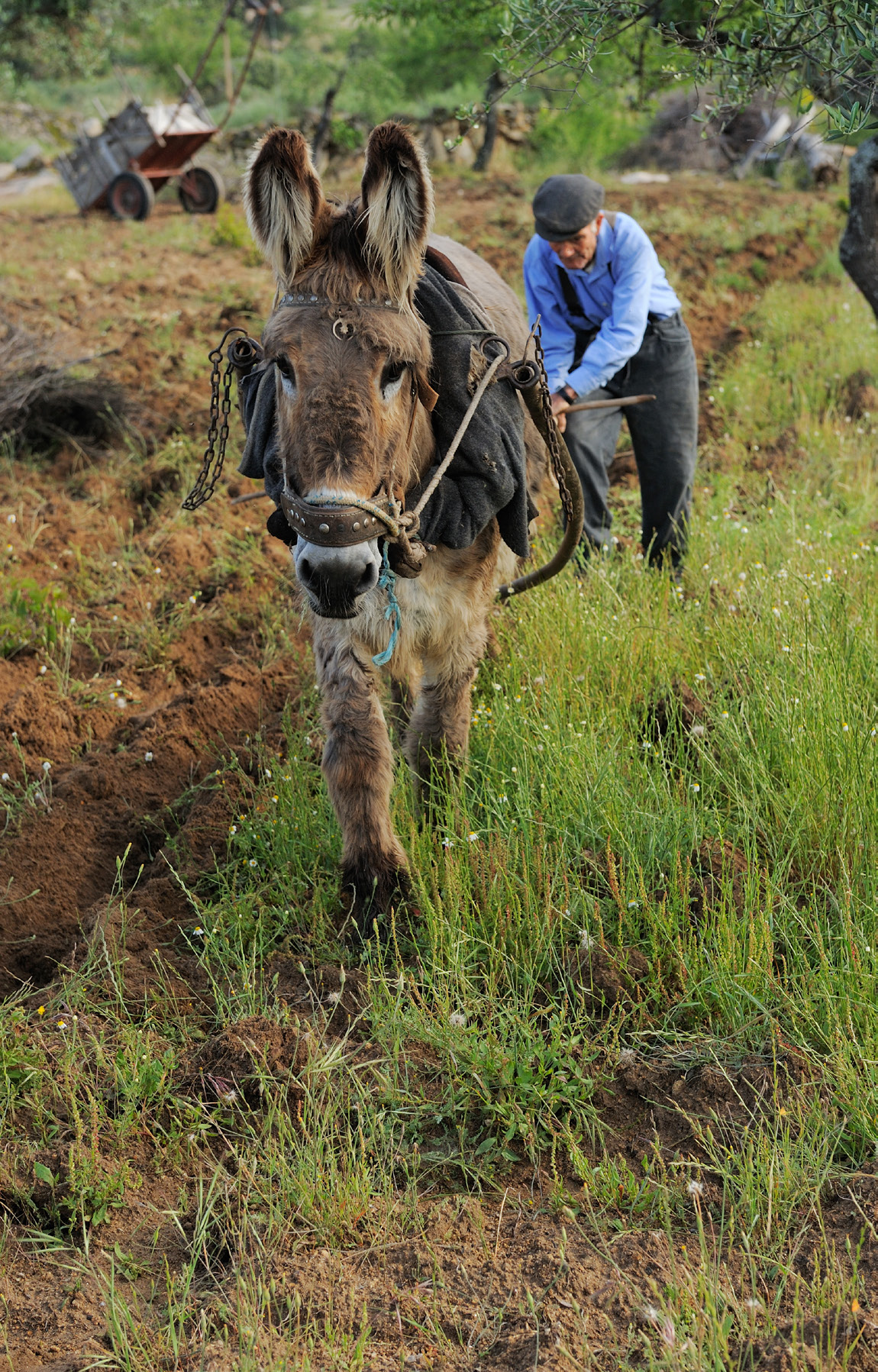 Traditional ploughing, Greater Côa Valley.
