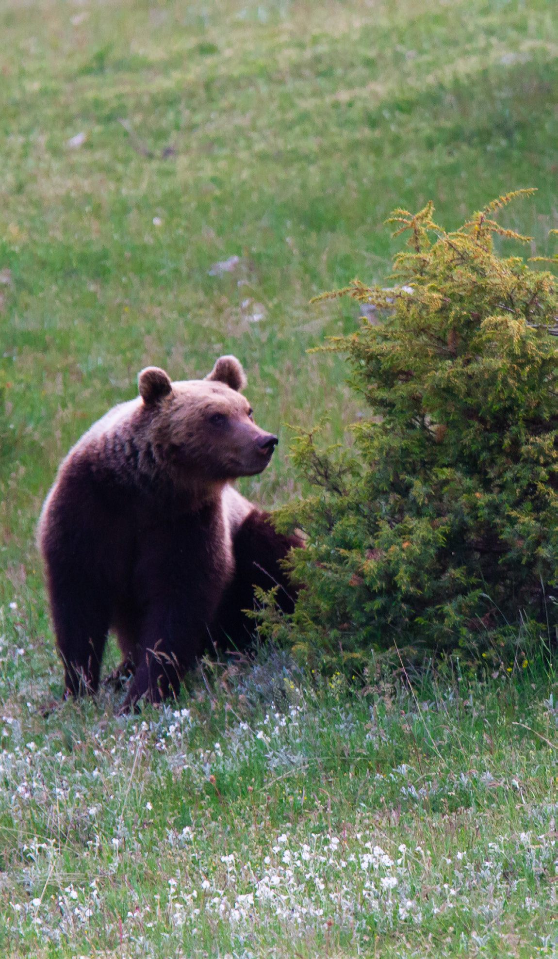 Orso bruno marsicano adulto, Appennino Centrale. 