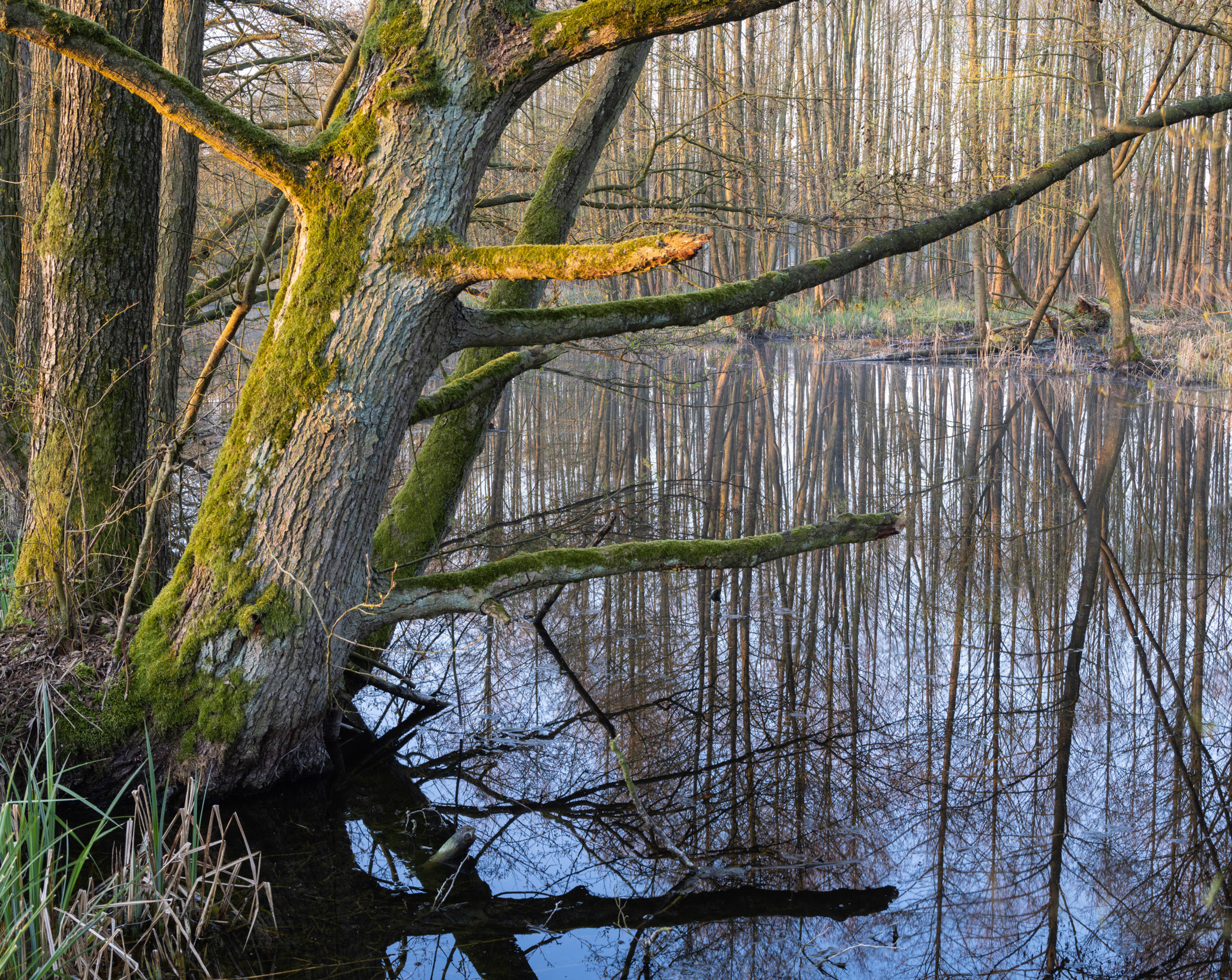 Alder trees (Alnus glutinosa) at the shores of a former peat extratction site close Święta, West-Pomerania.