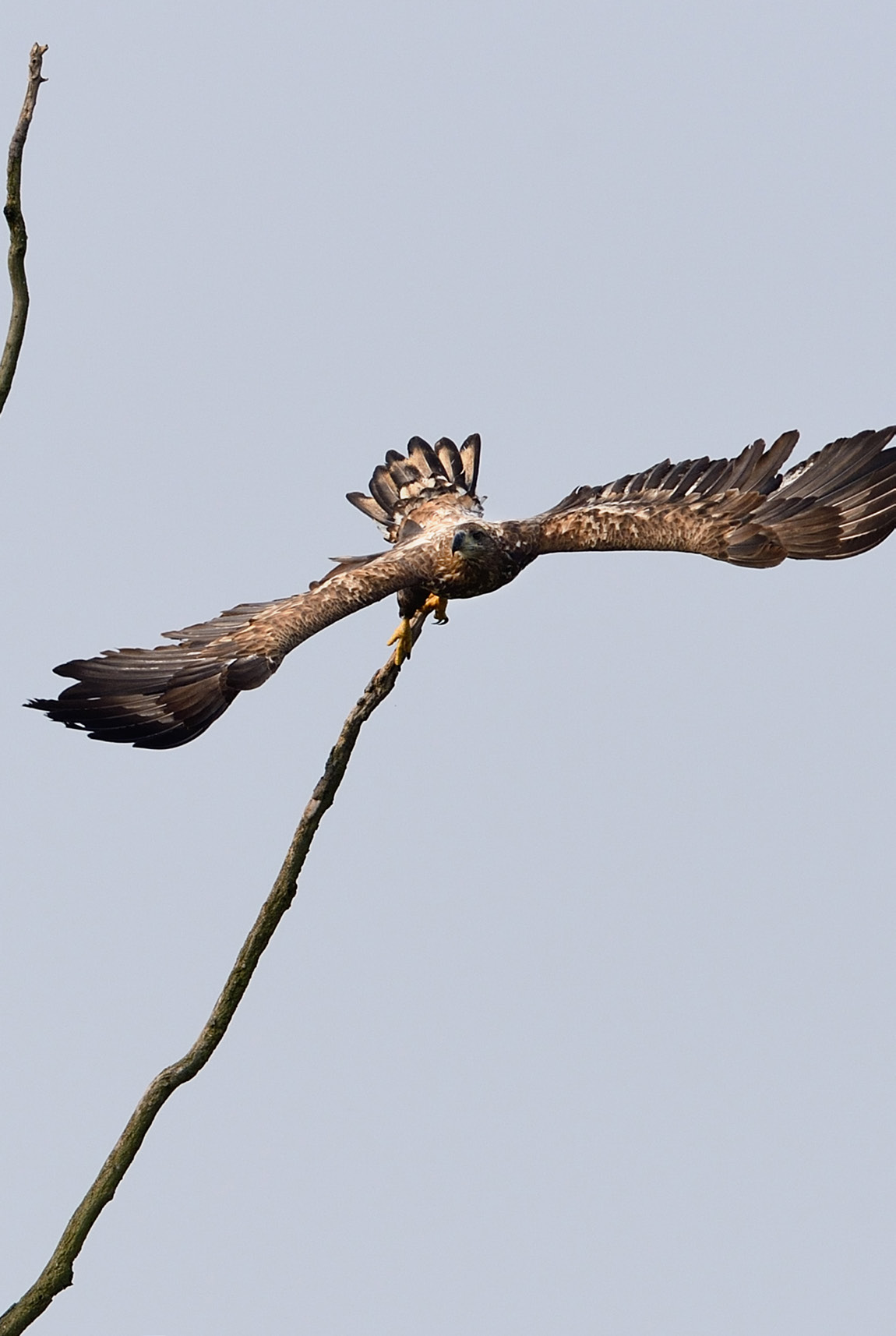 White tailed sea eagle (Haliaeetus albicilla), Stettin lagoon. 
