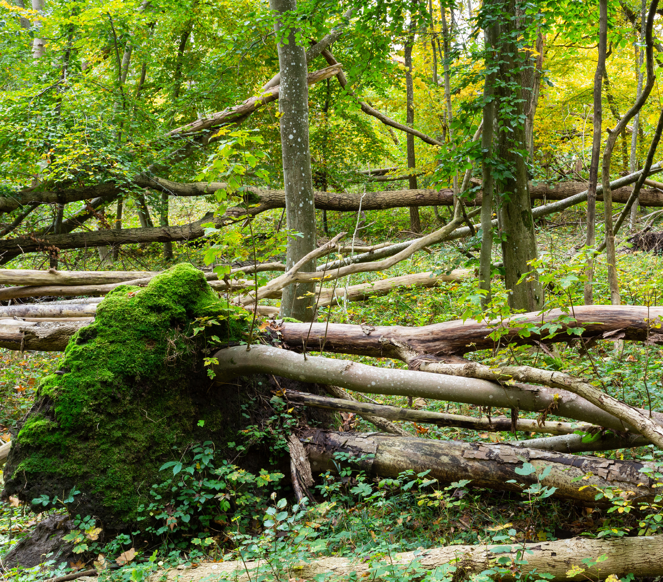 NSG Karlsburger und Oldenburger Holz nature reserve, Rewilding Oder Delta.