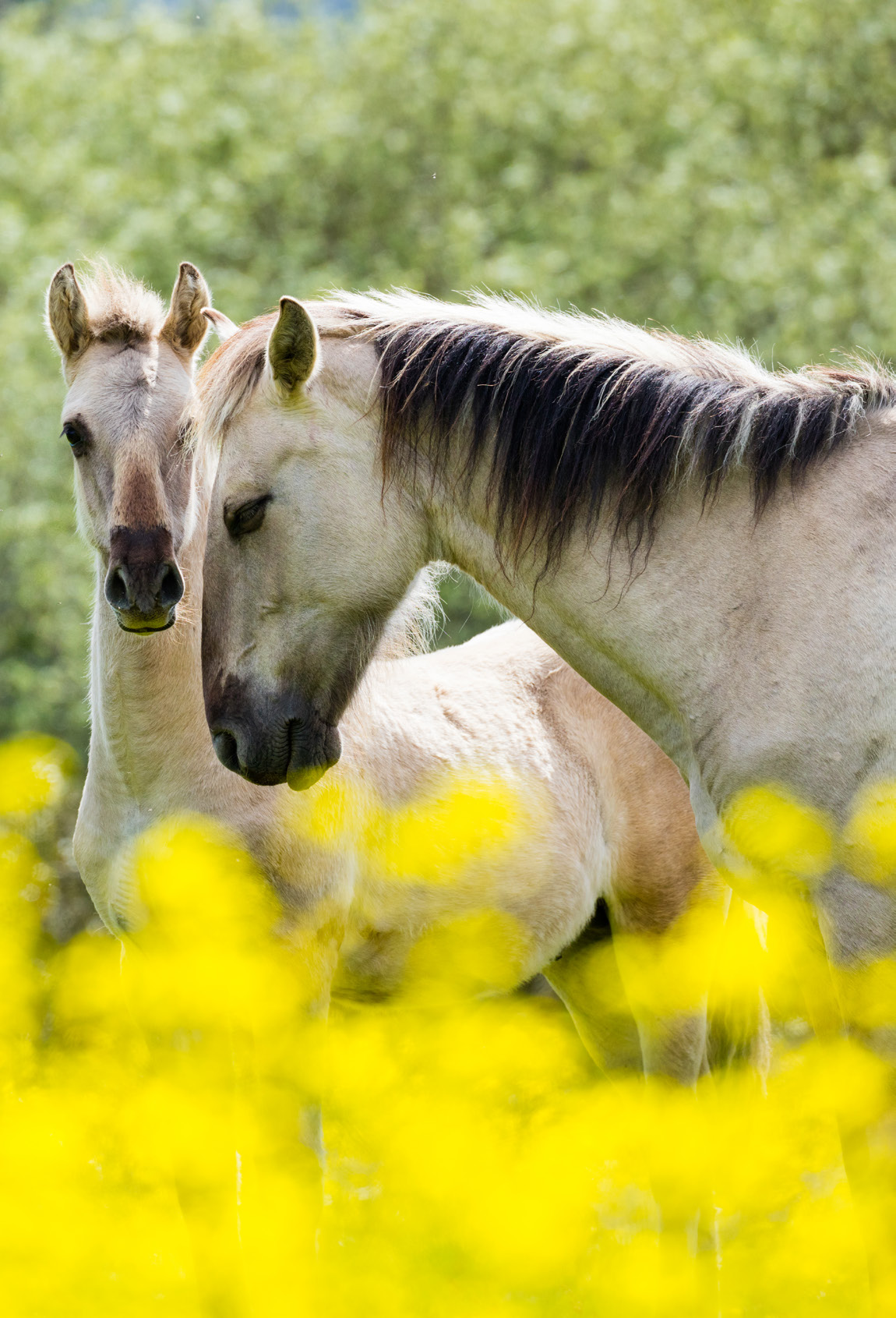 Sorraia horses, Greater Côa, Côa Valley.