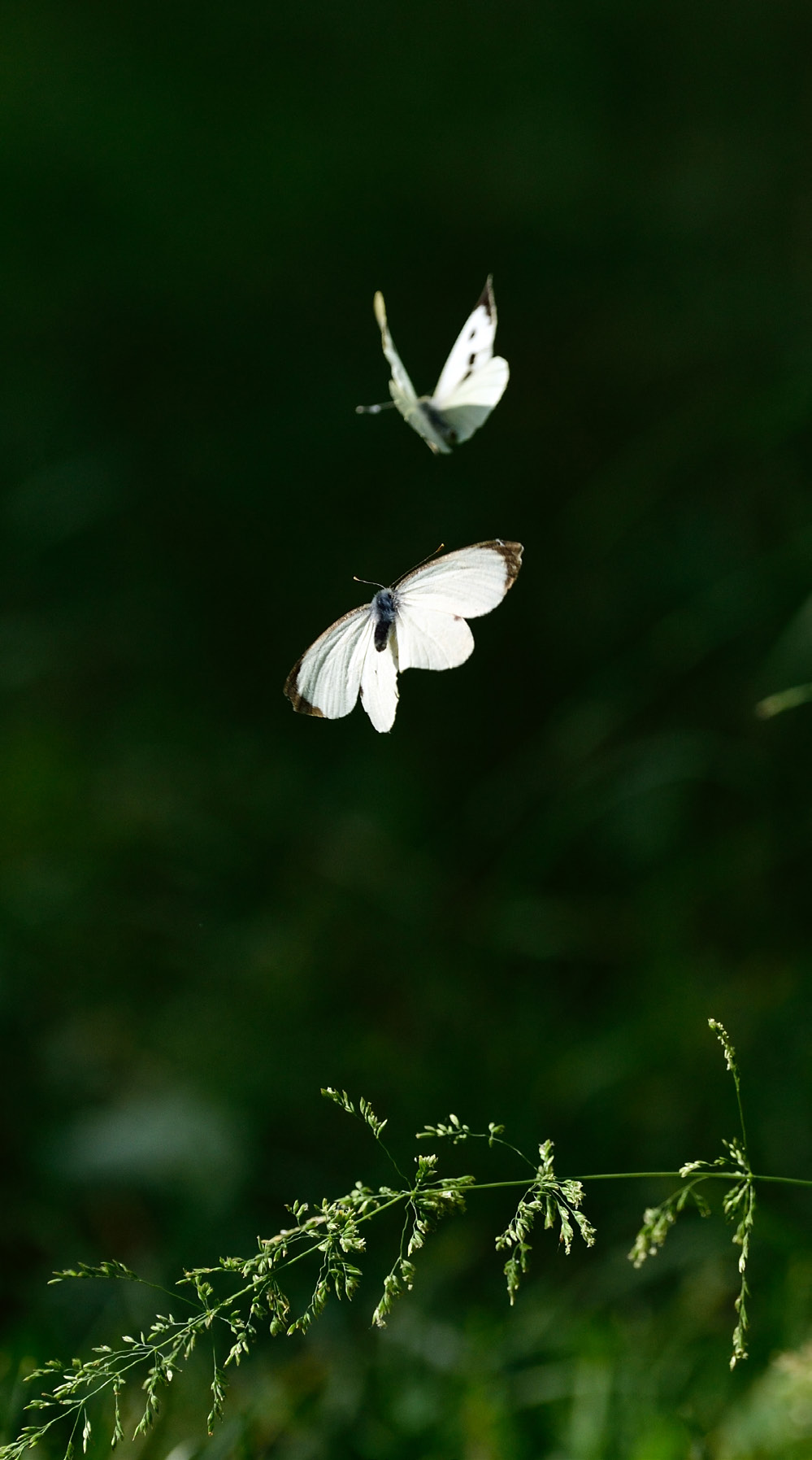 Black-veined white (Aporia crataegi), Altwarper Dune - Altwarper Binnendünen.
