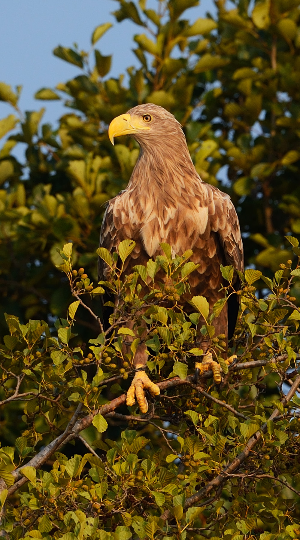 White tailed sea eagle (Haliaeetus albicilla), from fishing boat, Stettin lagoon, Oder river delta.