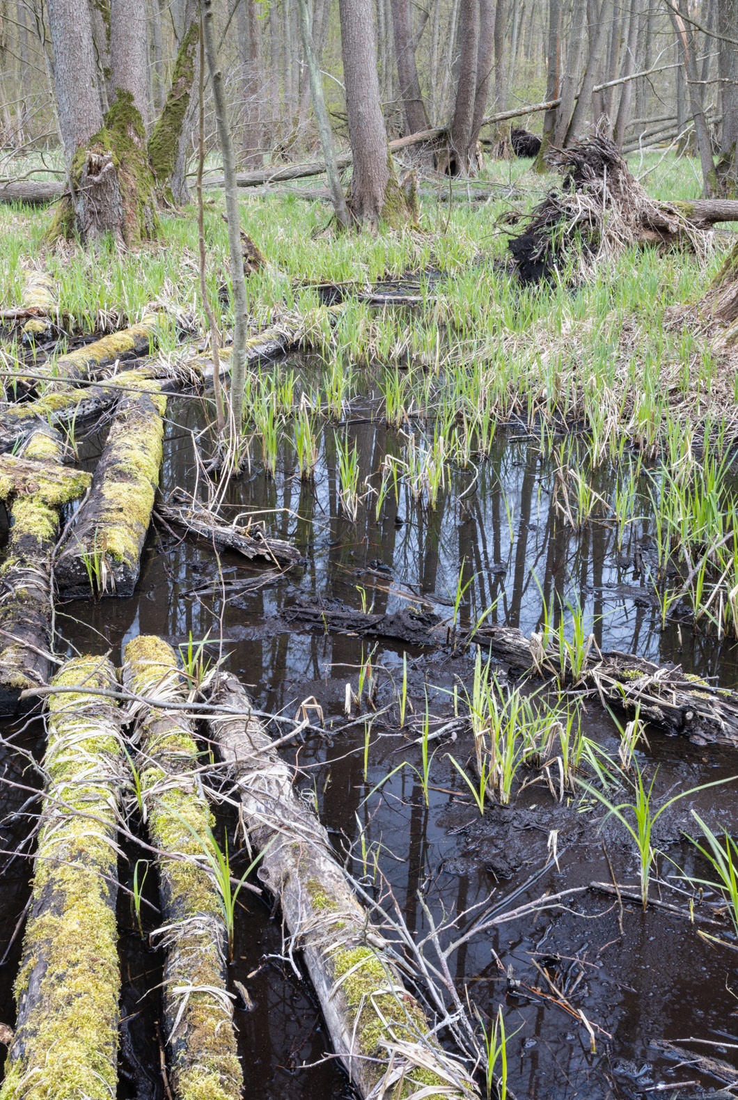 Wetland in a small fen wood, Rewilding Oder Delta. 