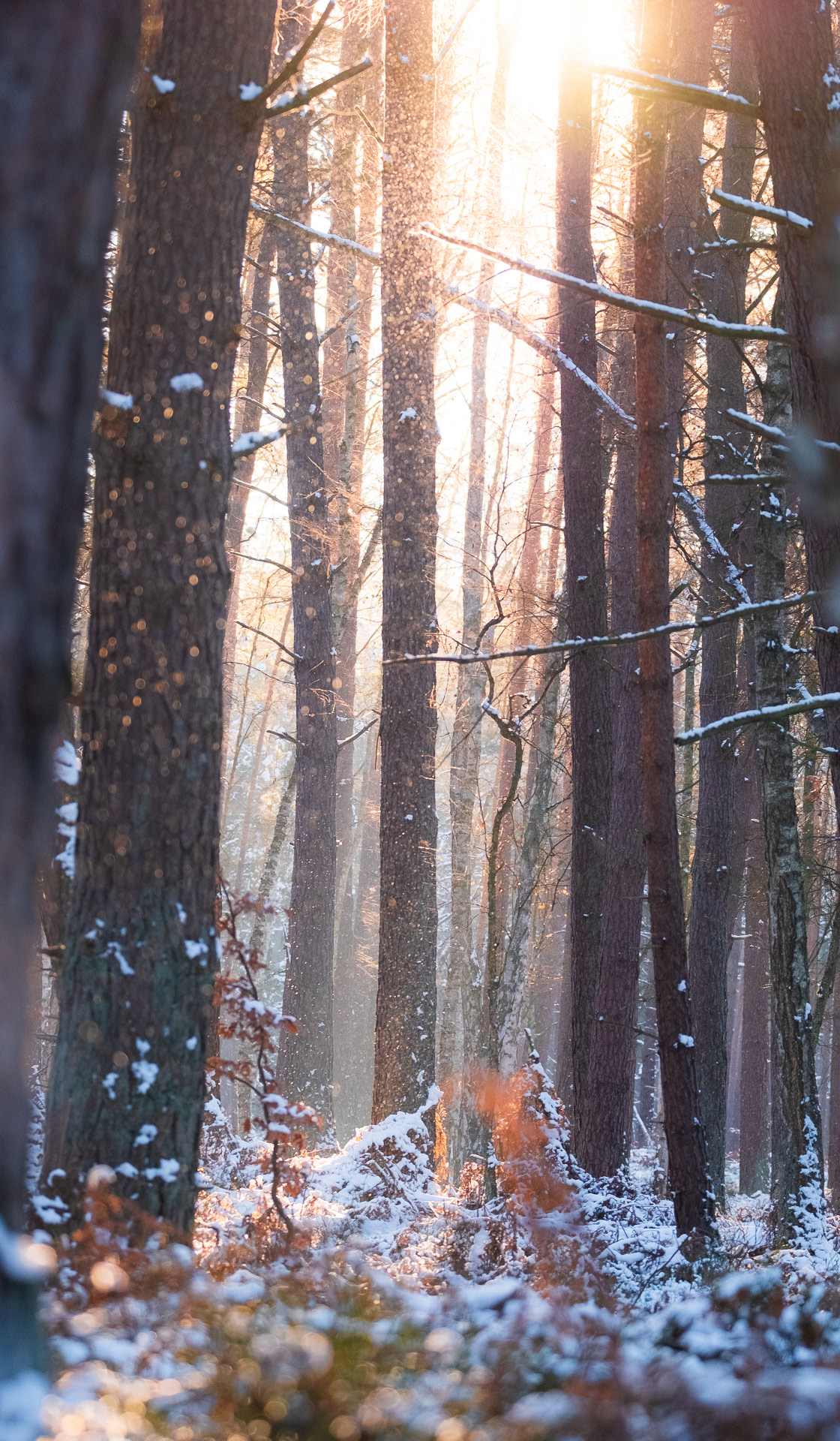 Ueckermünder Heide in winter, Rewilding Oder Delta.