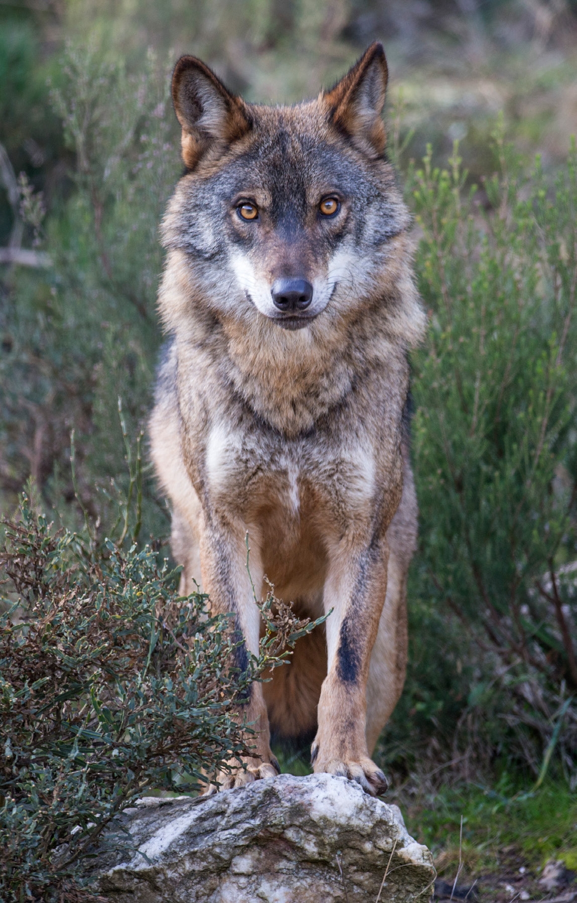 Iberian wolf, Greater Côa Valley