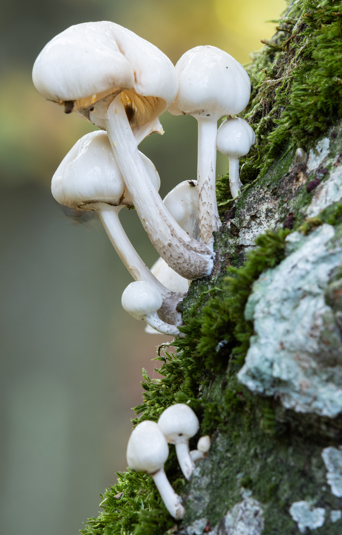 NSG Karlsburger und Oldenburger Holz nature reserve, Rewilding Oder Delta