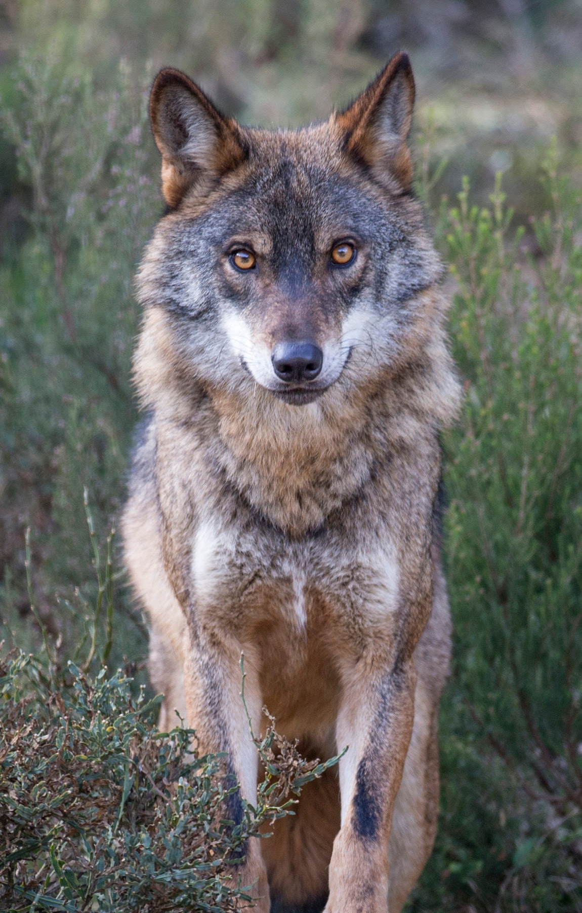 Iberian wolf, Greater Côa Valley.