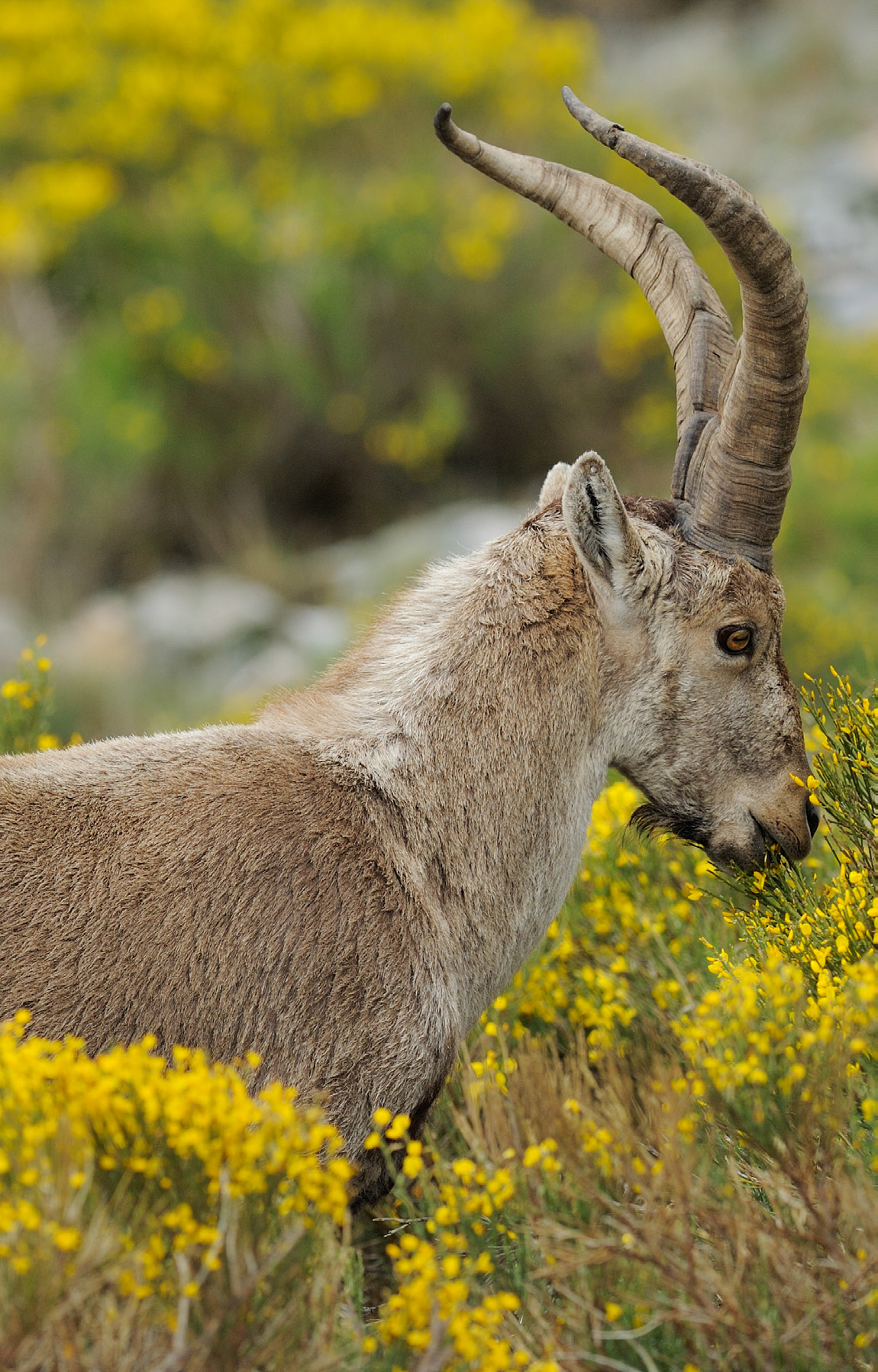 Iberian ibex, protected species in Portugal