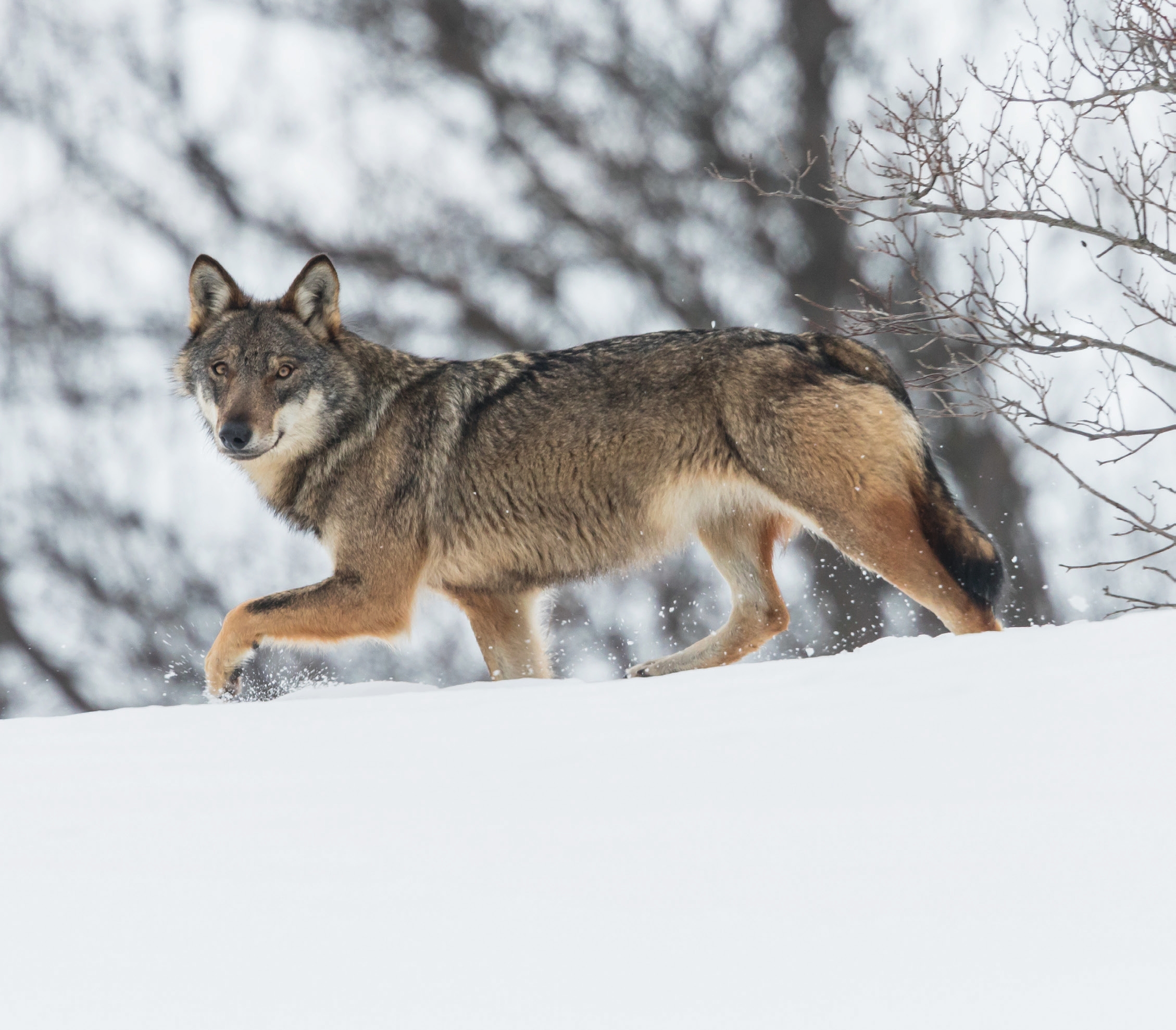 Lupo appenninico (Canis lupus italicus), Appennino centrale.