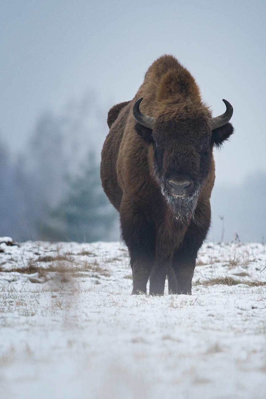Building Legal Frameworks for Large Herbivores