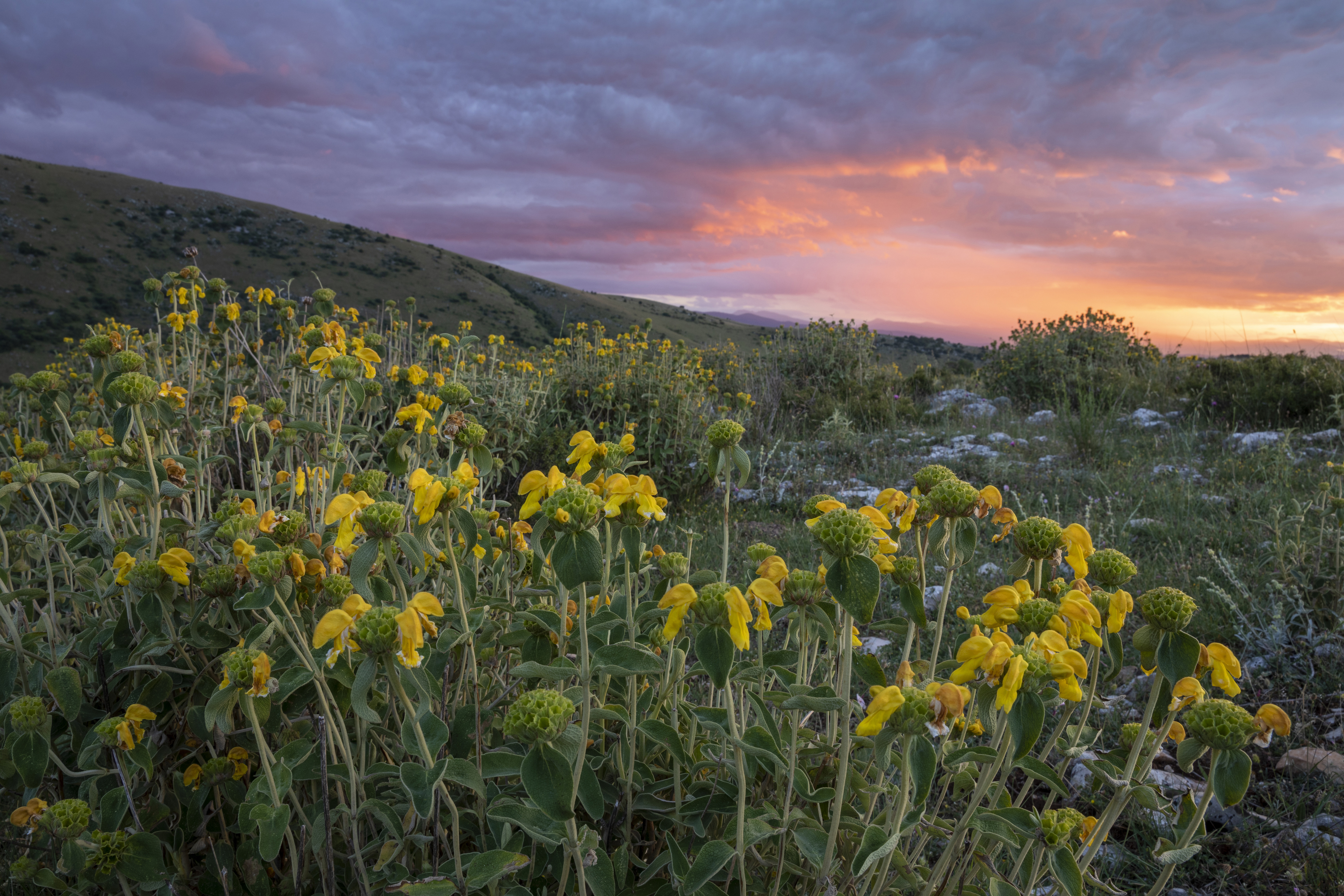 Bruno_Damicis_Rewilding_Europe_flowers-2