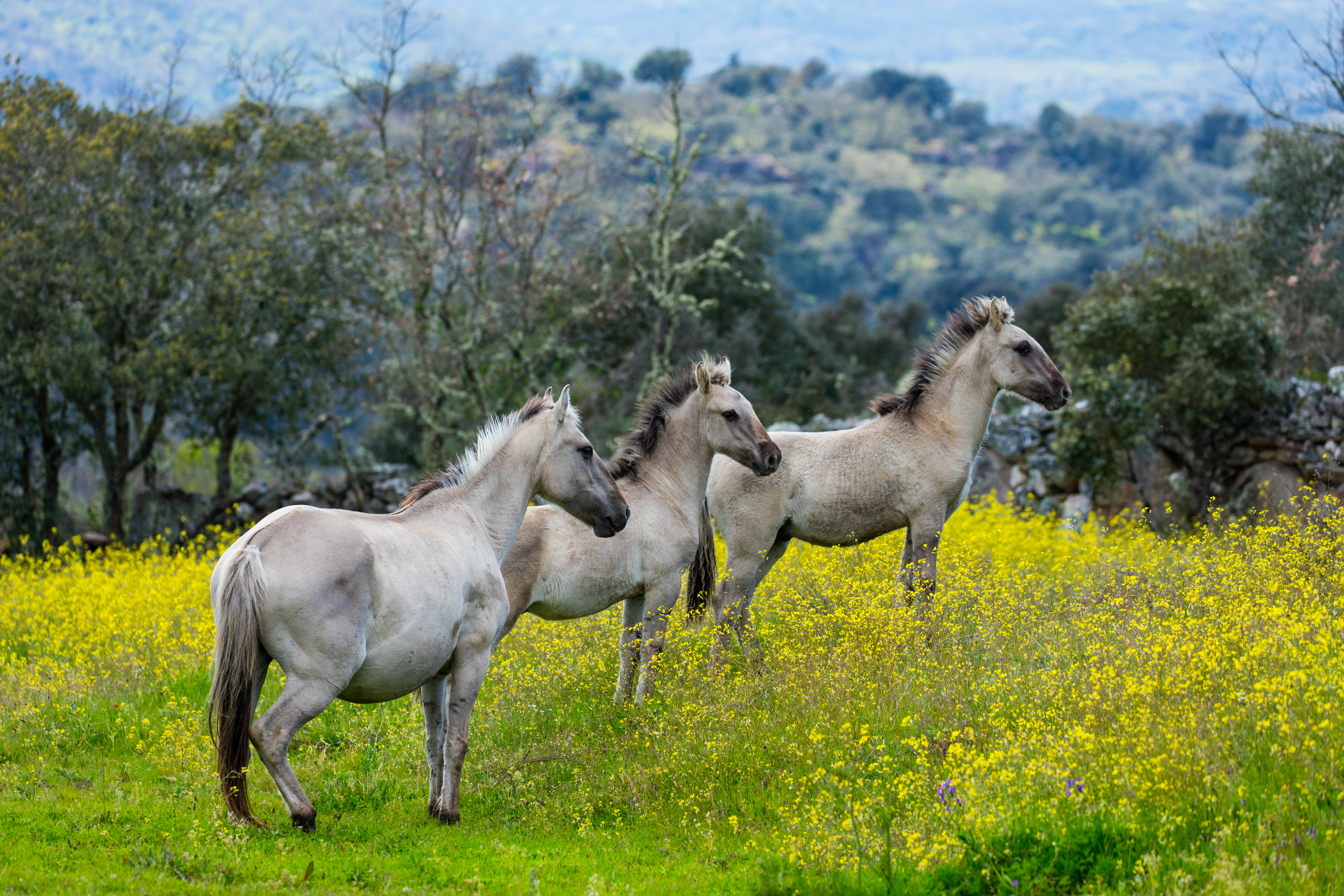 Rewilding Law Group Launch