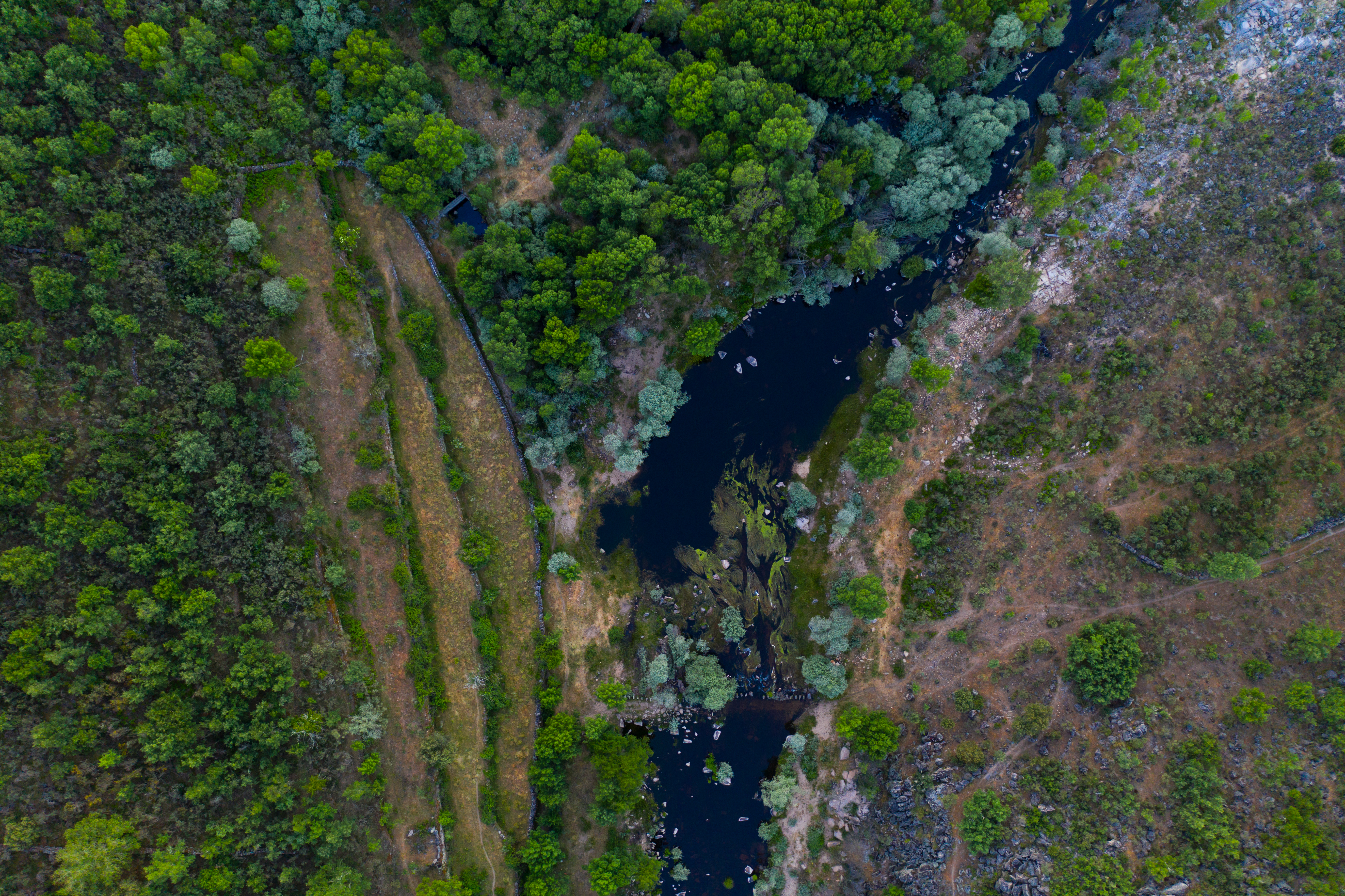 Rewilding_Europe_river