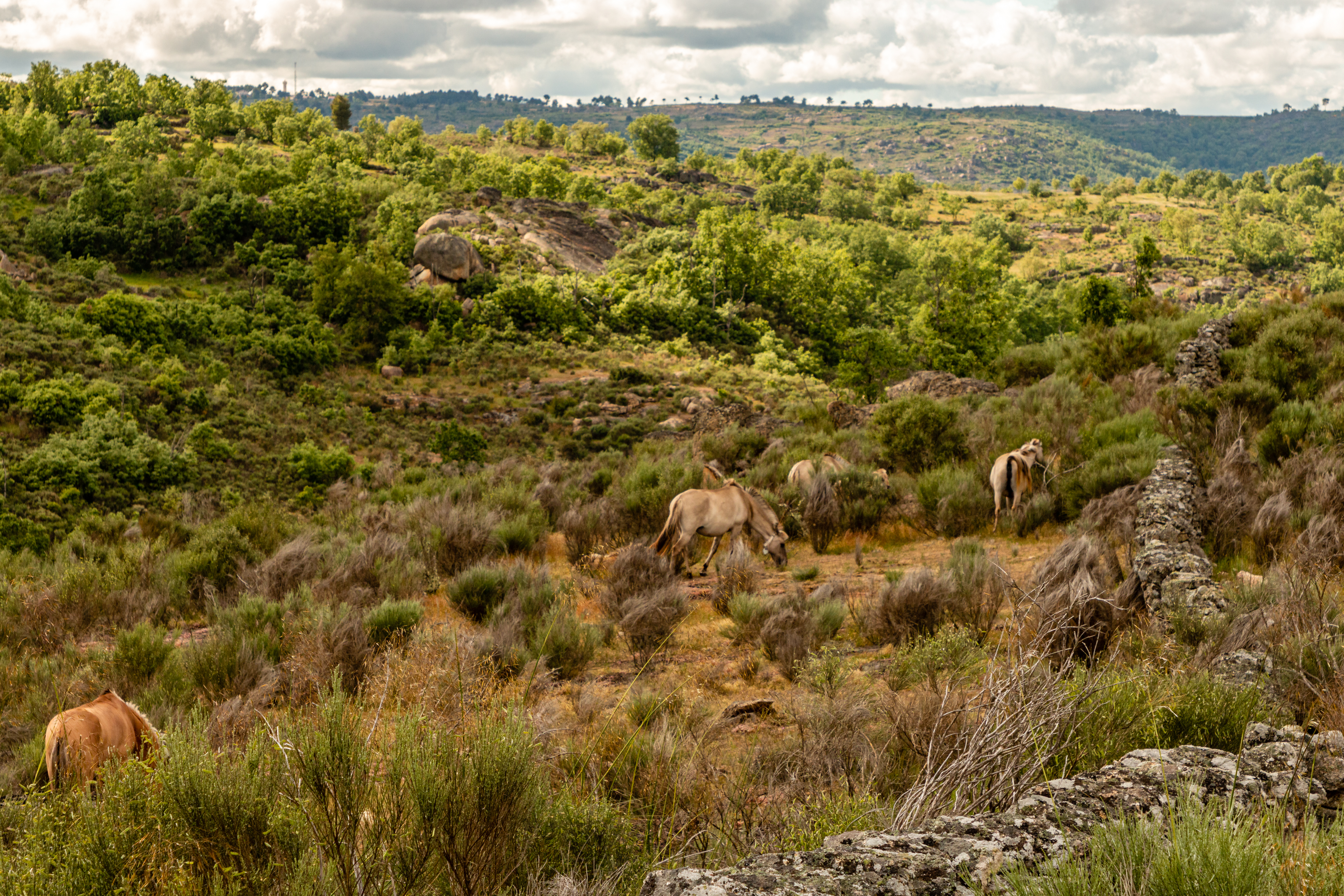 Ricardo_Ferreira_Rewilding_Europe_horses