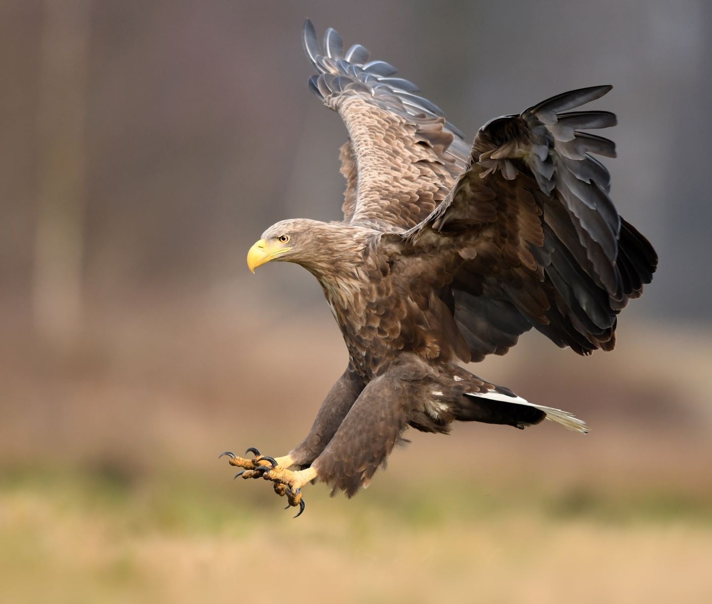 White_Tailed_Eagle