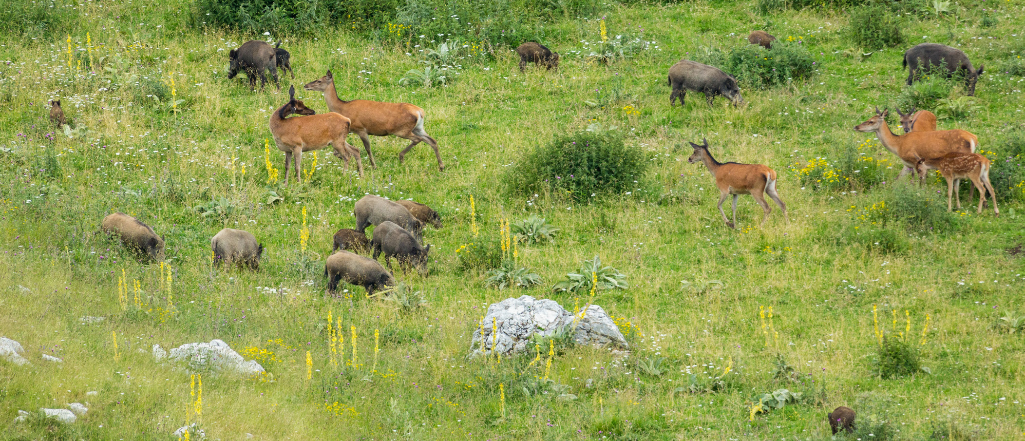 Cervo al pascolo con cinghiale, Appennino centrale.