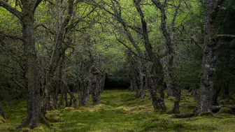 Legal Protections for Wild Land