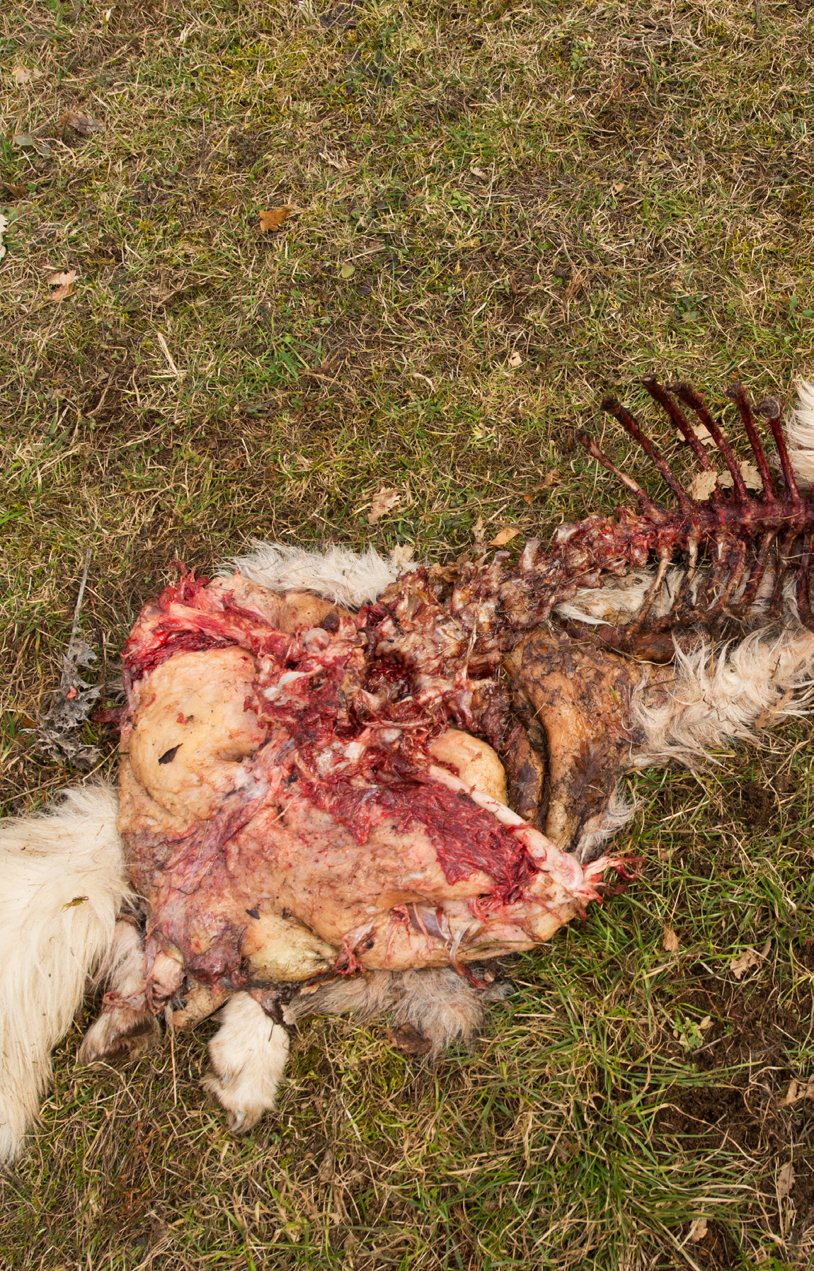 Dog killed by wolf, Central Apennines