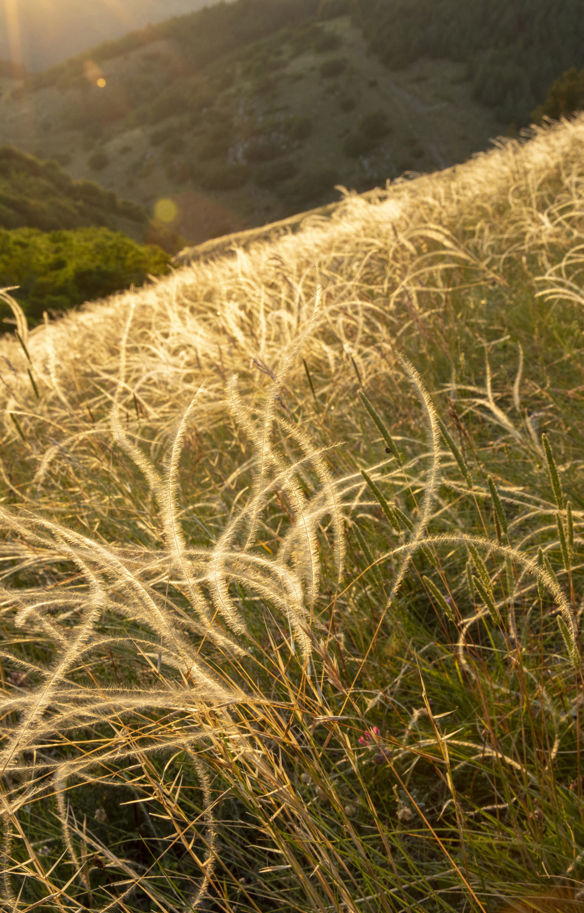 Feather grass flowering in wildlife corridor, Central Apennines
