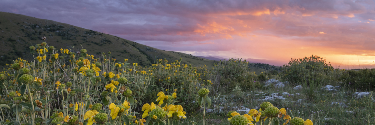 Rewilding in Italy
