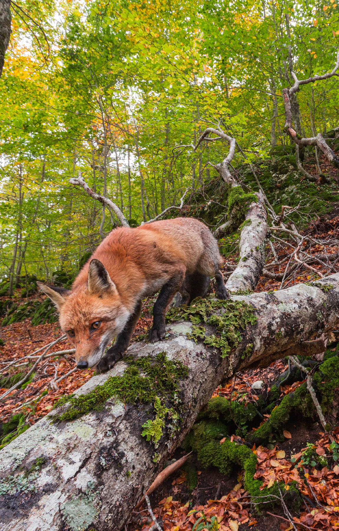 Red fox in beech forest, Central Apennines