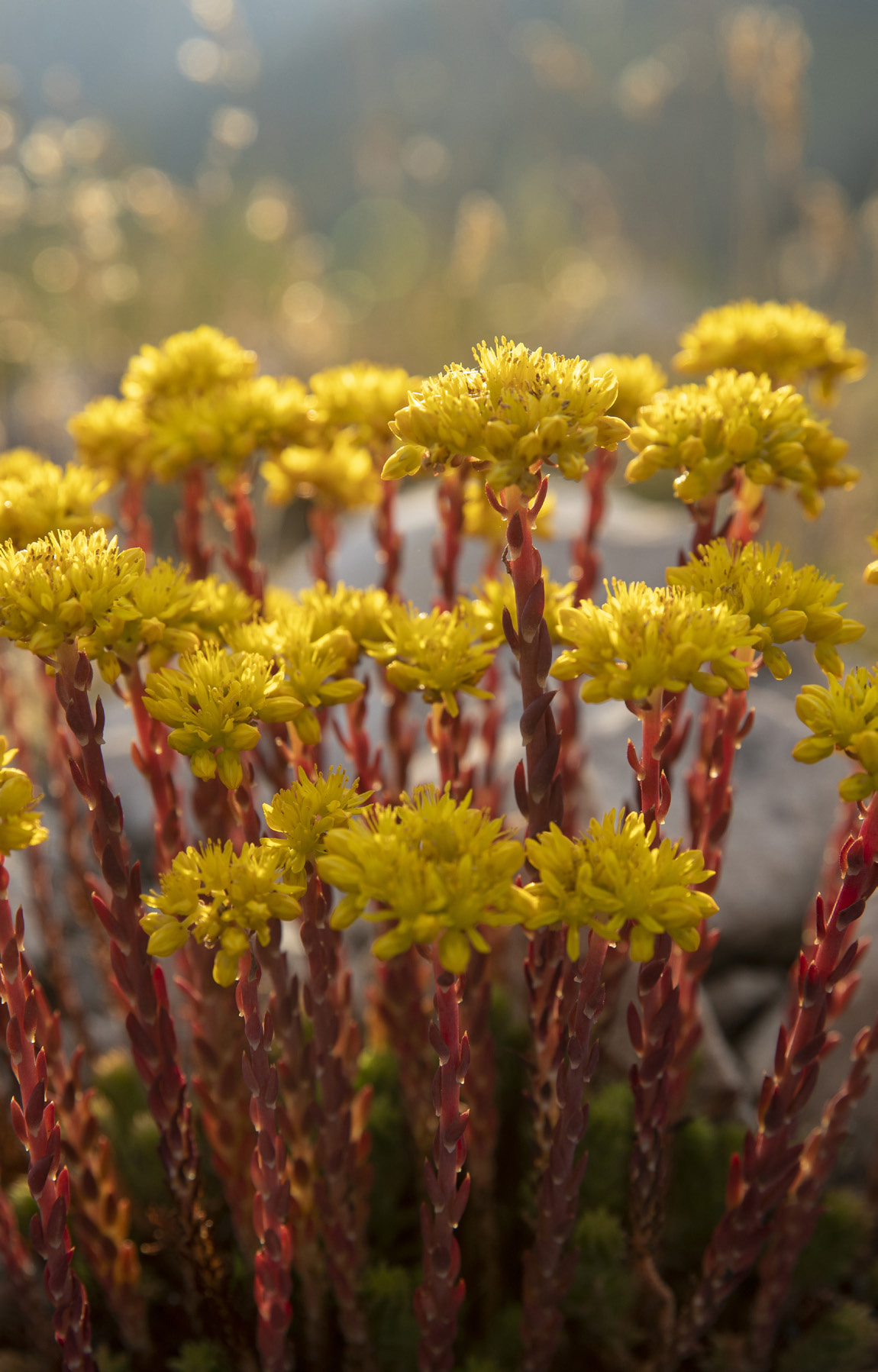 Stonecrop, Central Apennines.