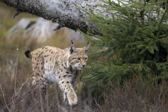 Eurasian Lynx Reintroduction Feasibility