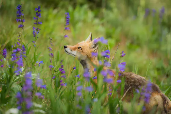 Ecological and Natural Capital Enhancements