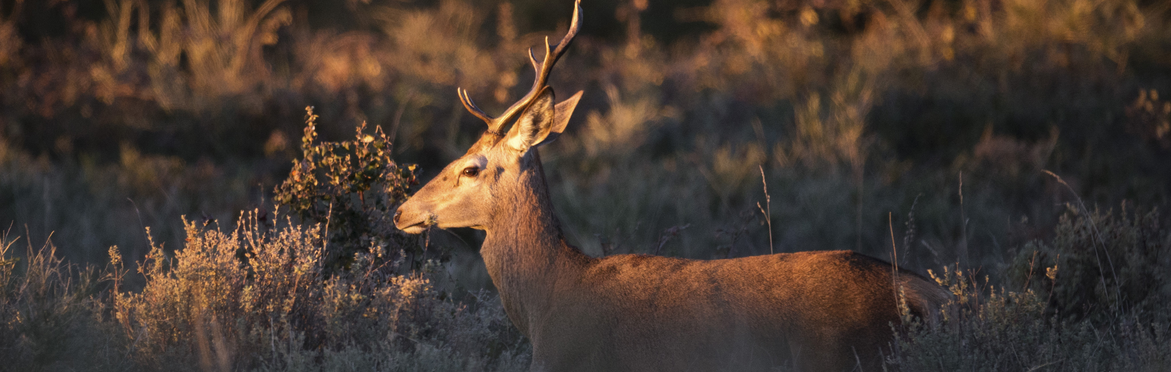 Rewilding in Portugal