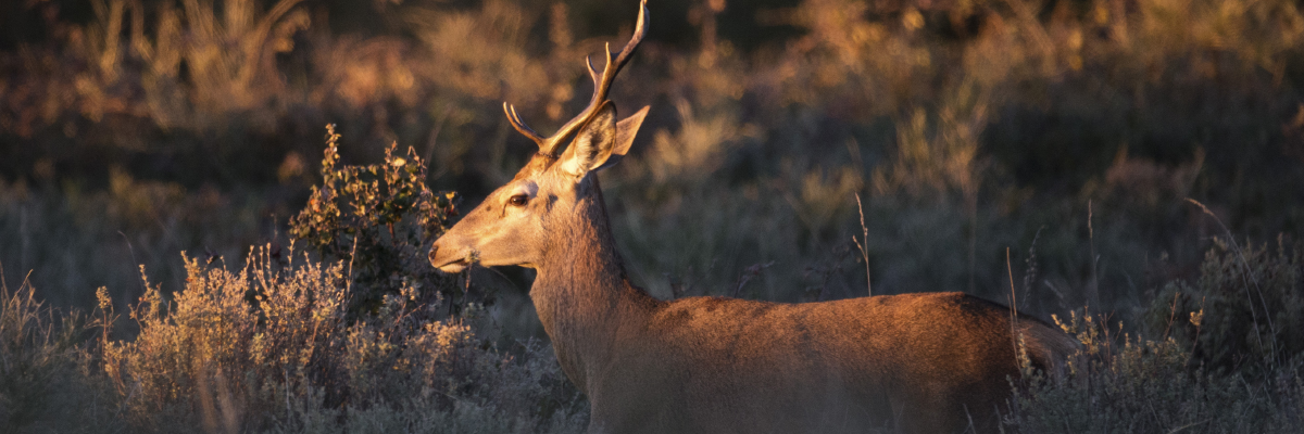 Rewilding in Portugal