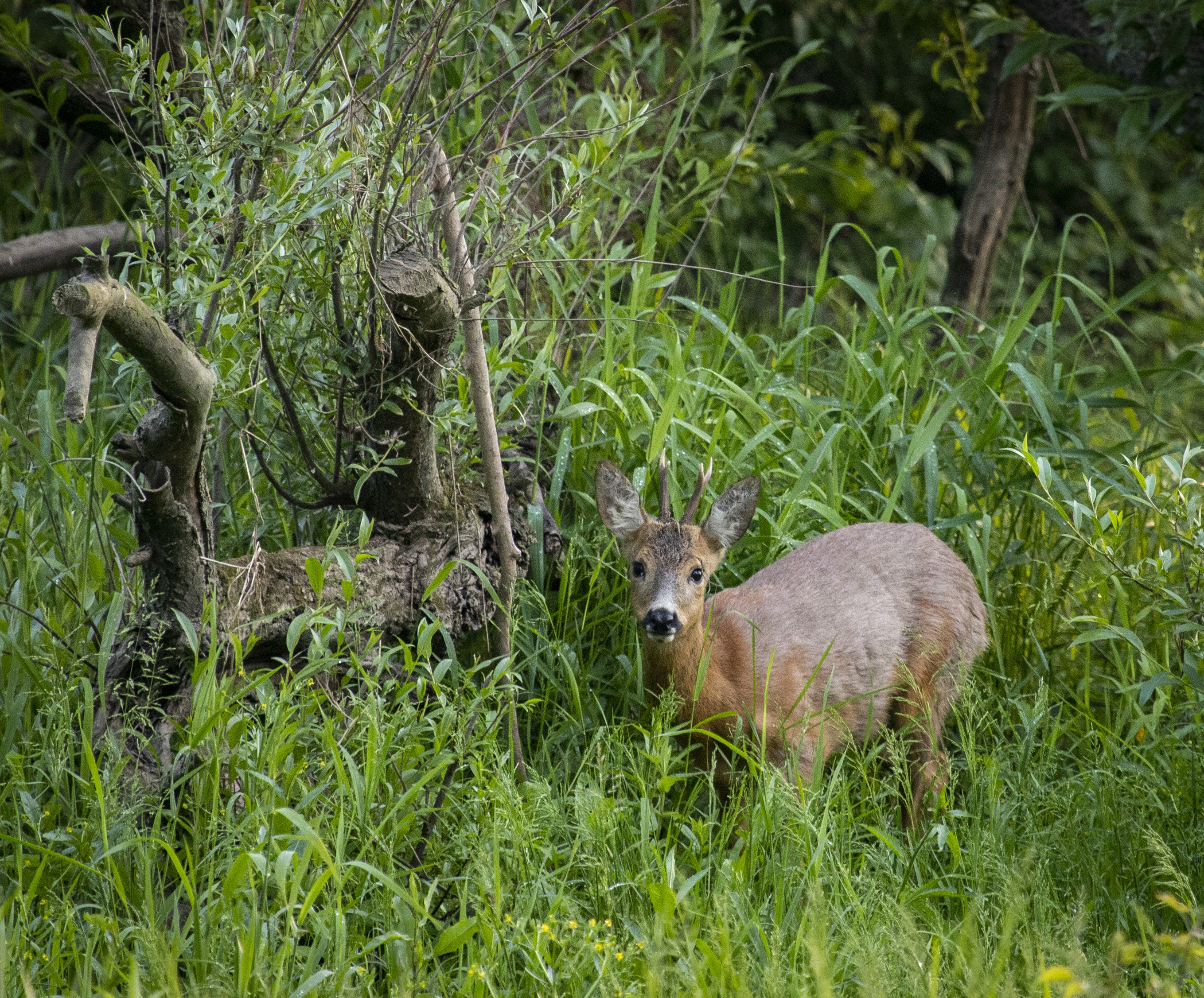 Roe deer in a high grass meadow