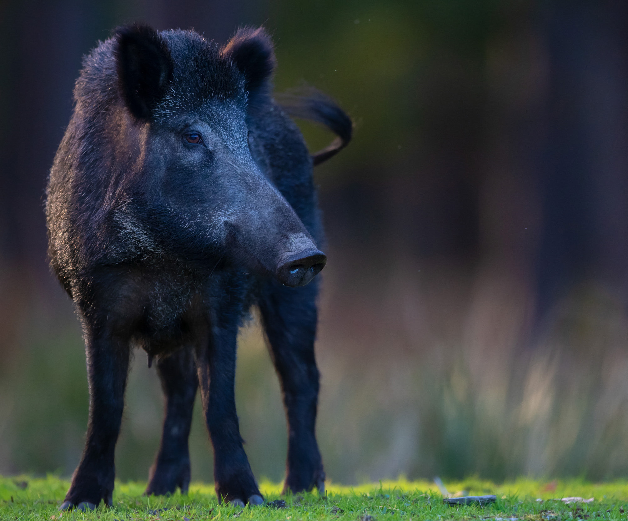 Wild boar sow.