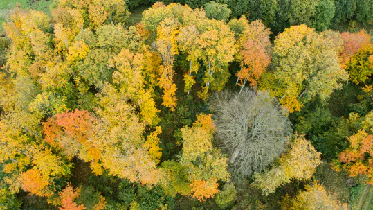 Forest Management